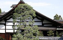 Hojo