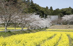 観音寺遠景