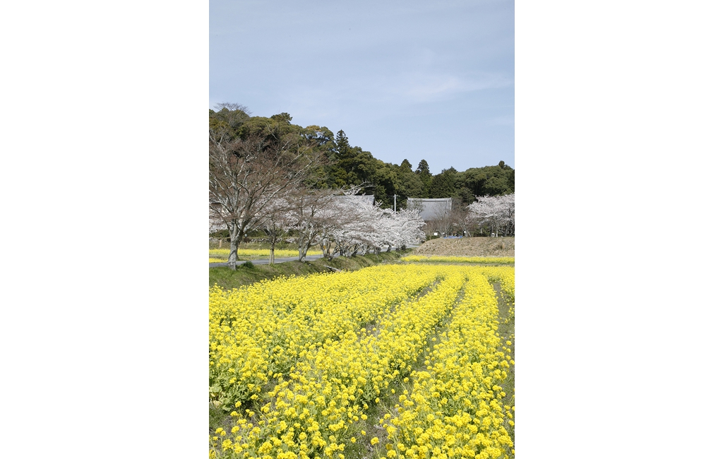 観音寺遠景