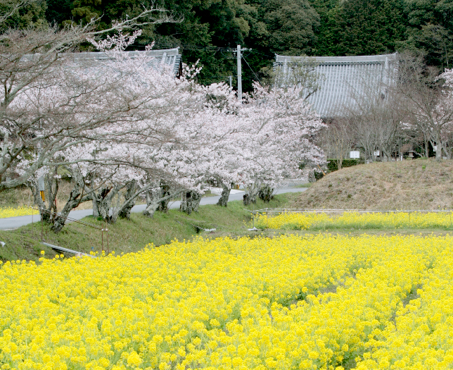 大御堂観音寺写真