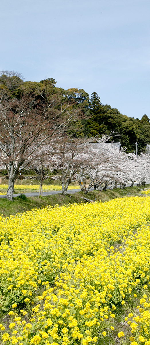 大御堂観音寺写真